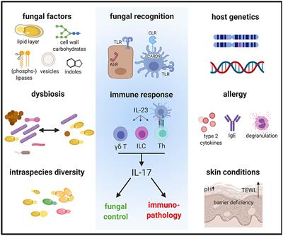 Host Immunity to Malassezia in Health and Disease